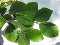 smooth alder